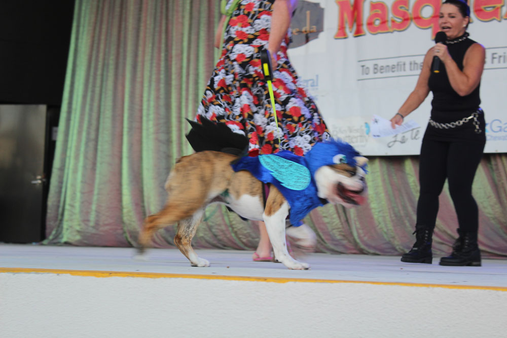 Pet Masquerade 2018 photo - Duval Street, Key West
